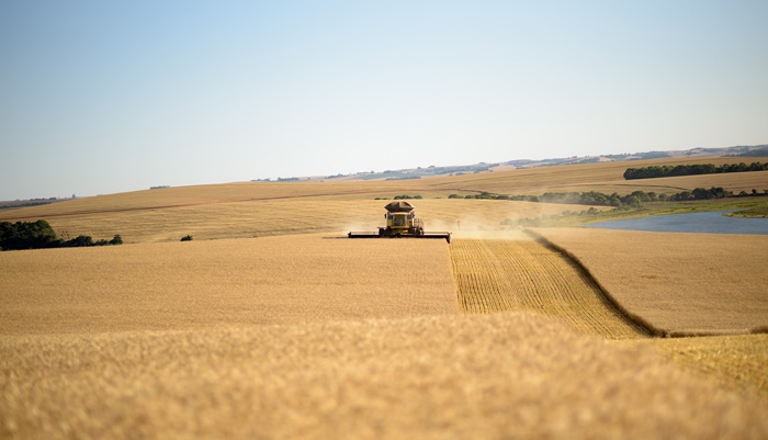 Em uma safra de cenários diversos, produção nacional de trigo bate recorde
